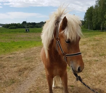 Vega från Frihamra