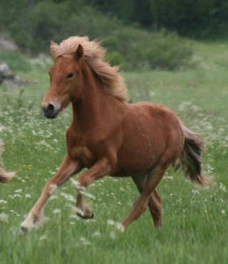 Elding från Frihamra