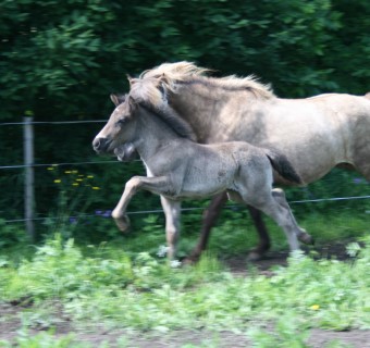 Svartálfur från Frihamra